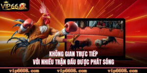 Không gian trực tiếp với nhiều trận đấu được phát sóng
