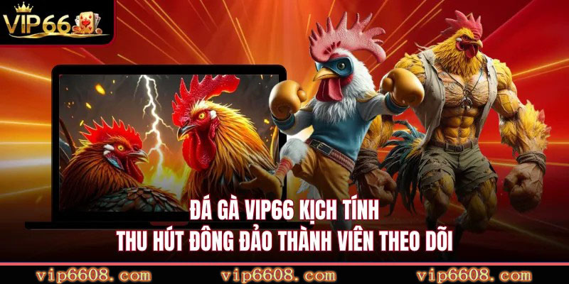 Đá gà VIP66 kịch tính thu hút đông đảo thành viên theo dõi