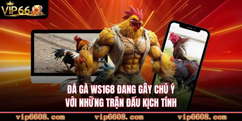 5 3 vip66