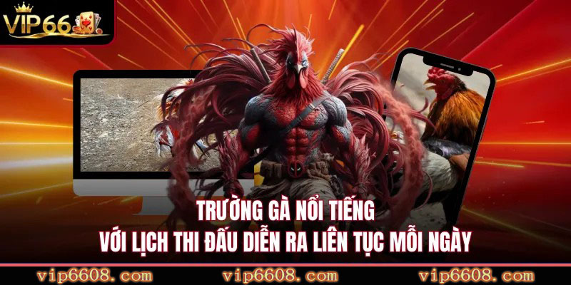 Trường gà nổi tiếng với lịch thi đấu diễn ra liên tục mỗi ngày